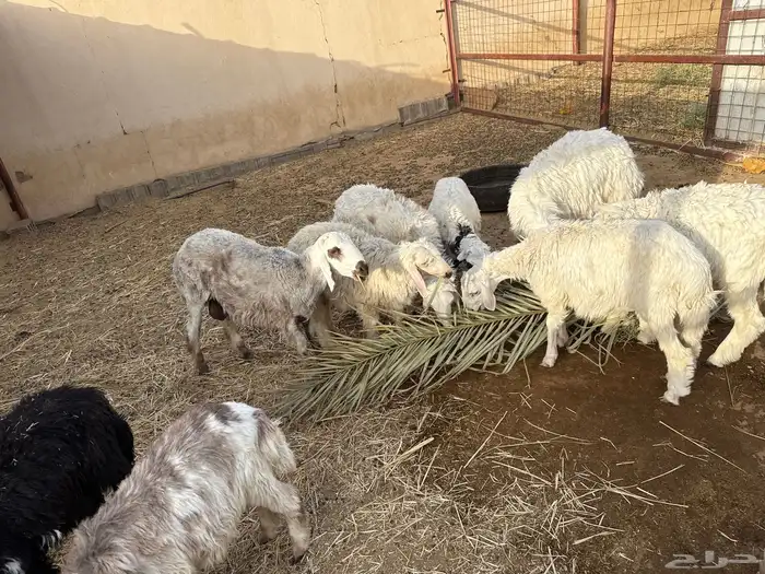 خرفان من ست شهور وفوق 2