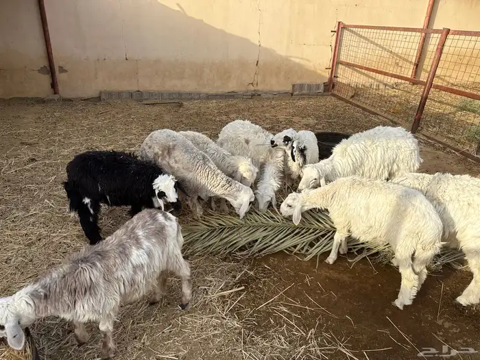 خرفان من ست شهور وفوق 1