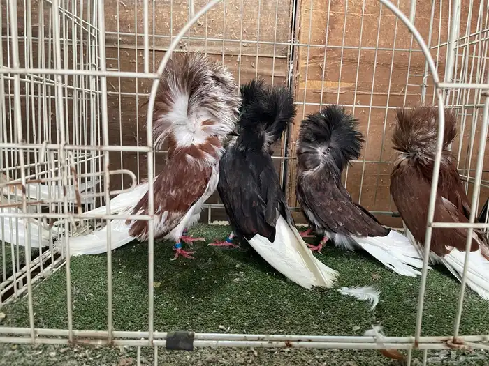 مجموعة بلاجيك جاكوبين 5