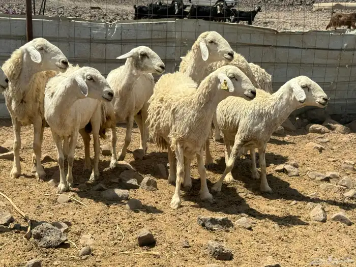 حريات ومعزا. تم البيع 8
