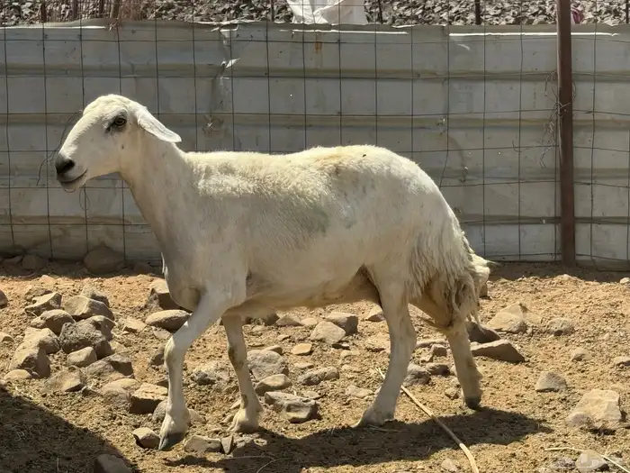 حريات ومعزا. تم البيع 9