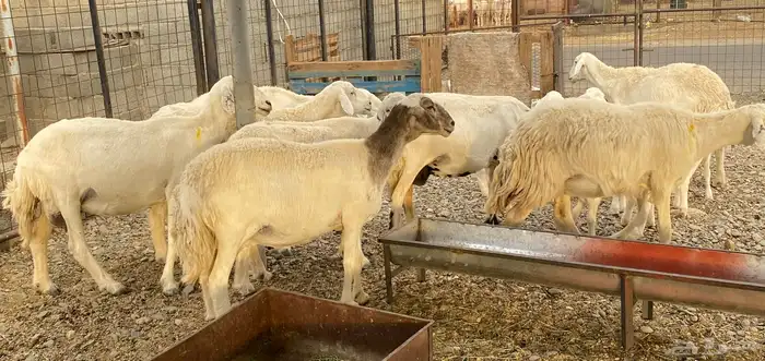 غنم متابيع 2