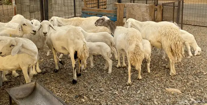 غنم متابيع 3
