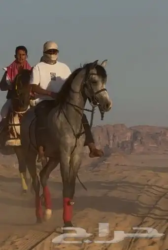 عسف خيل 1