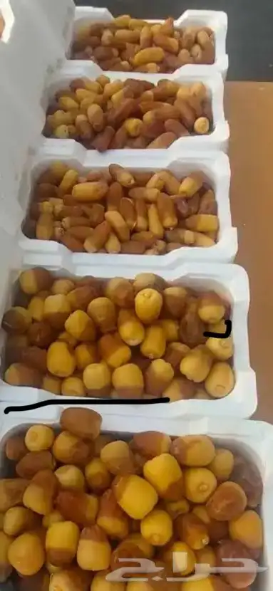 تمر حلوة الجوف 0