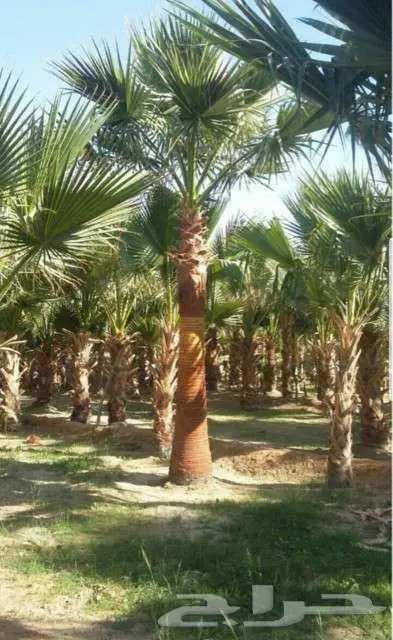 نخل واشنطني للبيع زينه 7