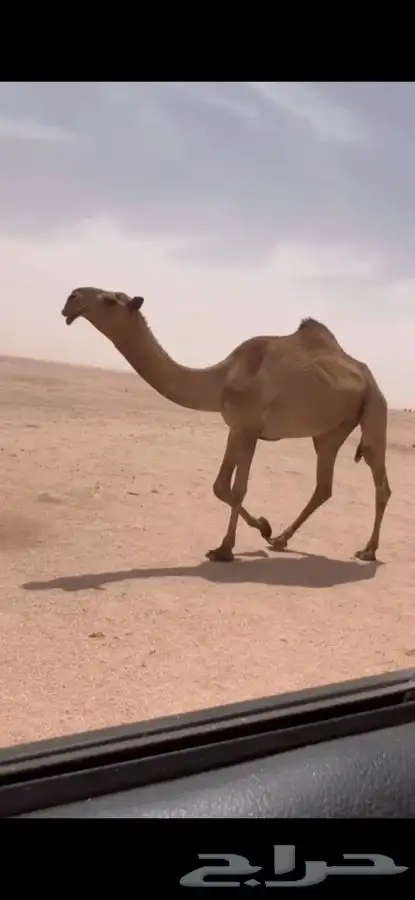 للبيع بكره لقيه صفرا كفووو 0
