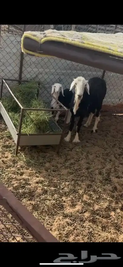شاه نجديه 0