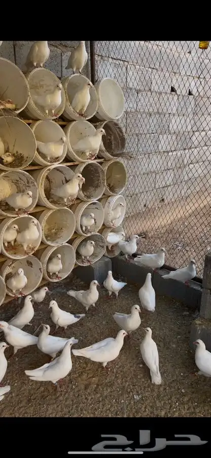 حما فرنسي احجام طيب 0
