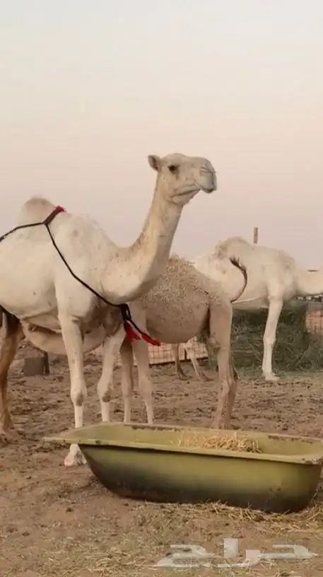 عشراء هديه تم البيع 0