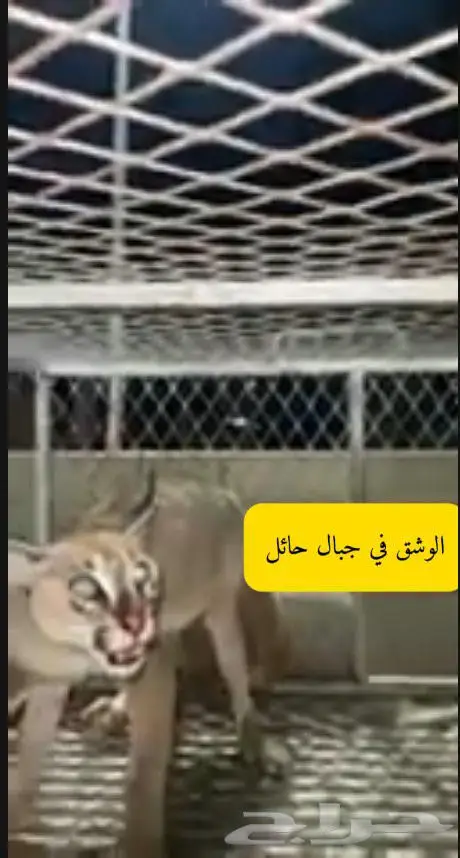 البيع البيع حيوان وشق بري مفترس 0