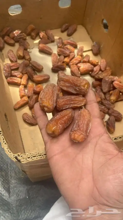 الخرمه 2