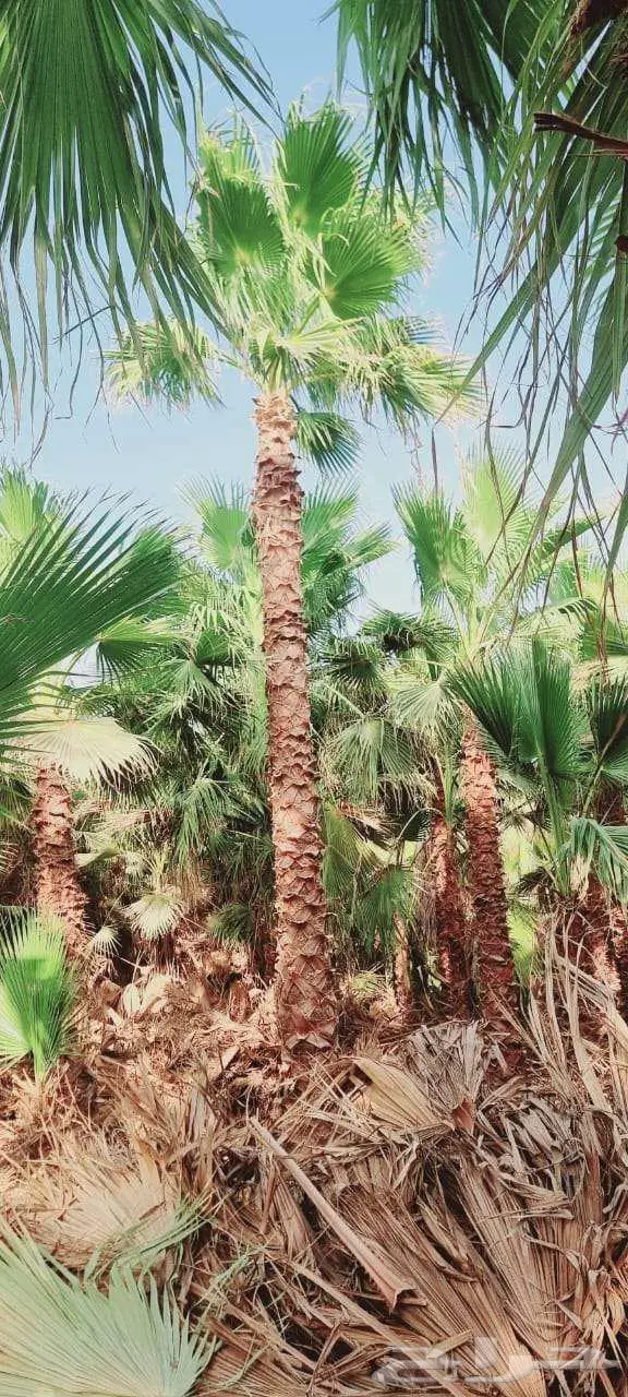 نخل واشنطني 0