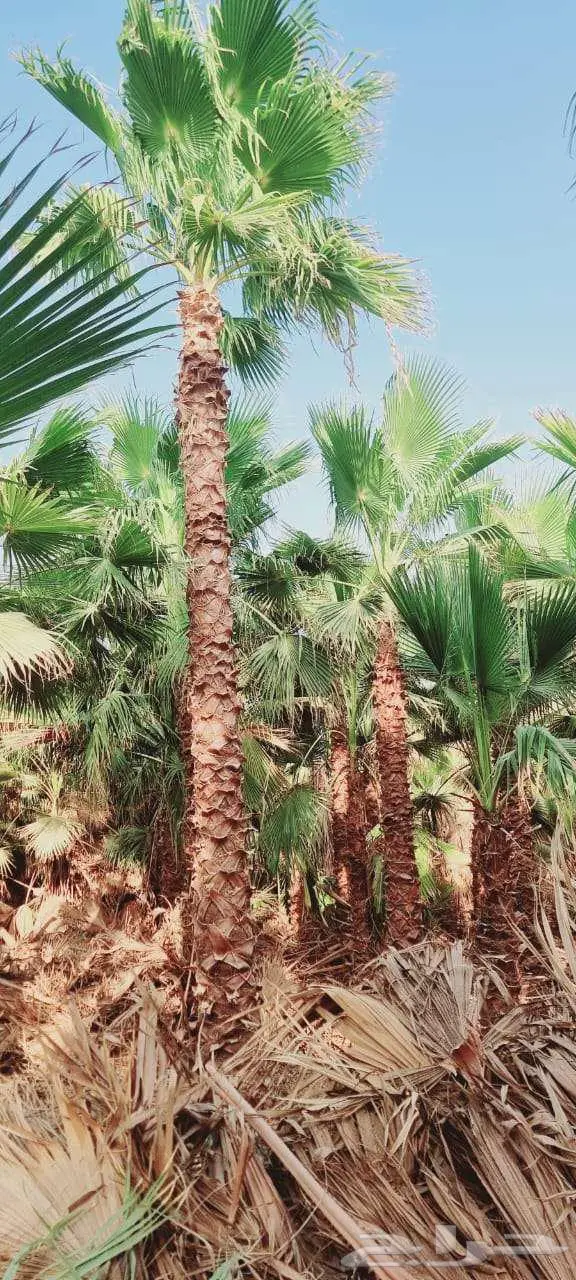 نخل واشنطني 3