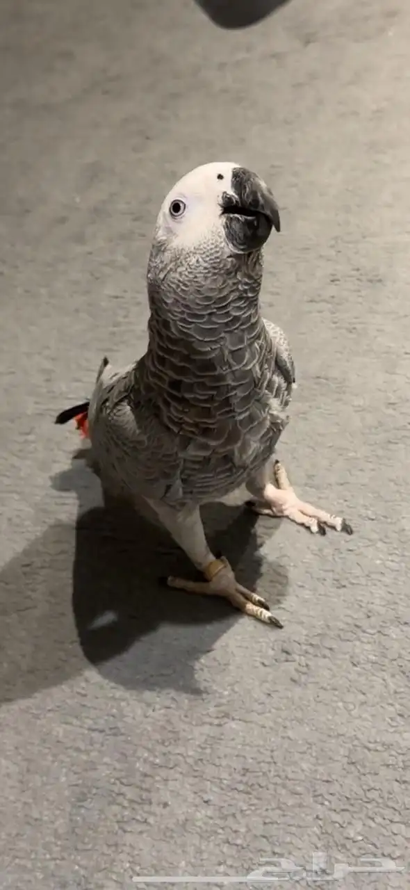 كاسكو انتاج محلي 0