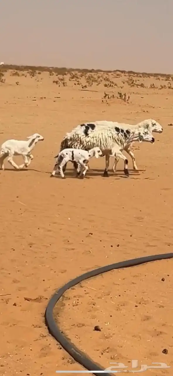 غنم حريات متابيع 1