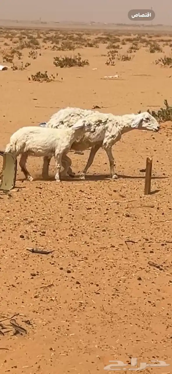 غنم حريات متابيع 2