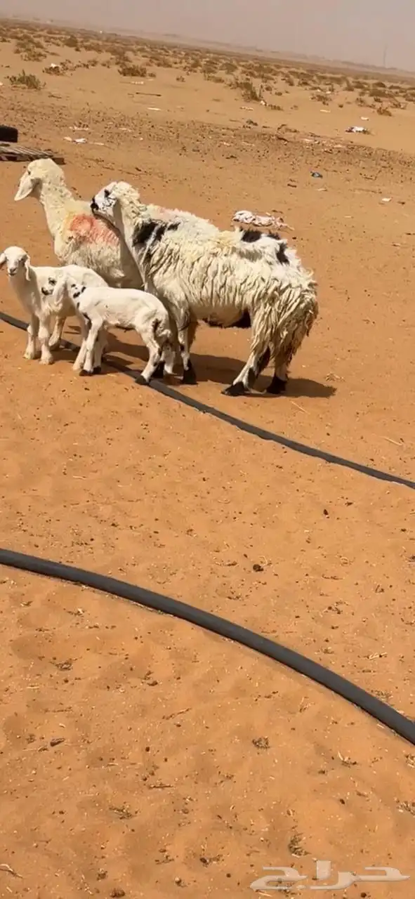 غنم حريات متابيع 0