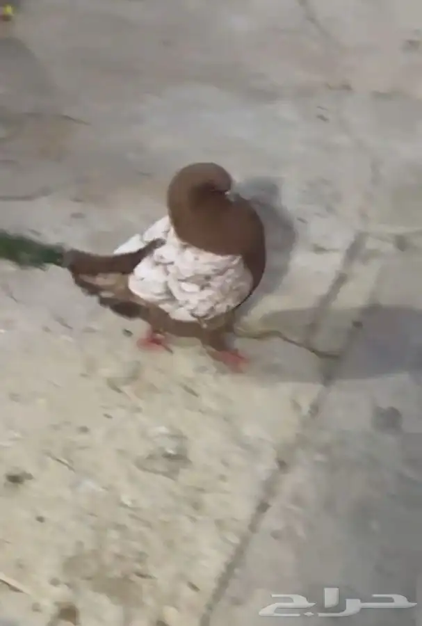 ذكر كنق مدنا ارجنت 2