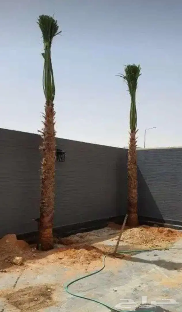 نخل واشنطني للبيع زينه 6