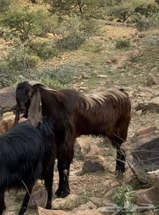 تيس فحل شامي 1