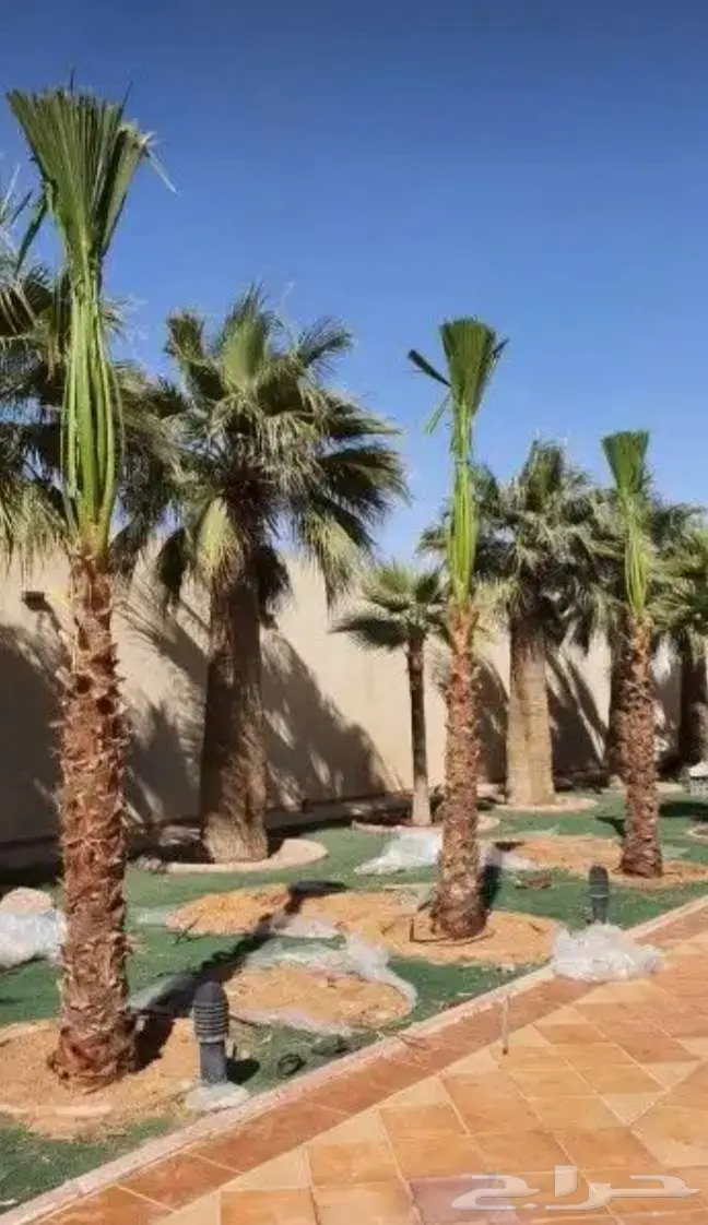 نخل واشنطني للبيع زينه 0