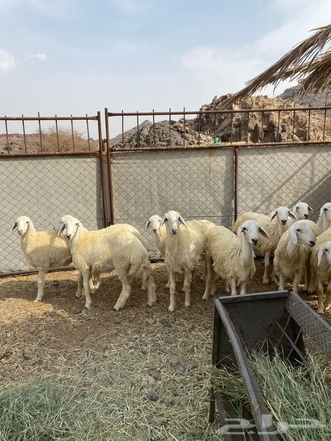 رخال للبيع 5