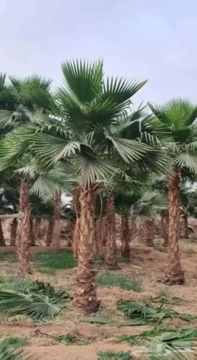 نخل واشنطني للبيع زينه 4