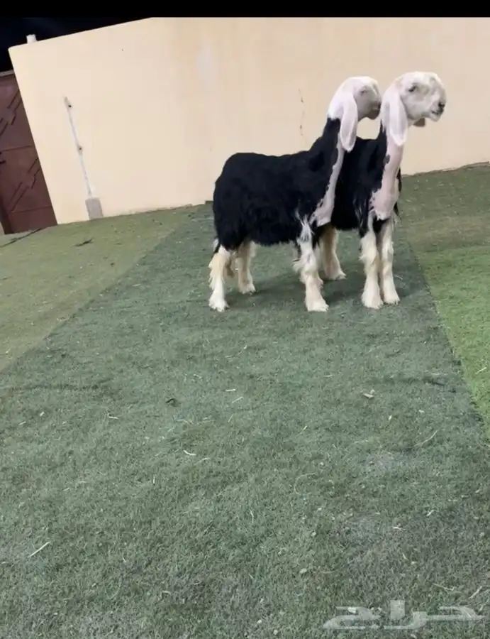 رخال نجد 2