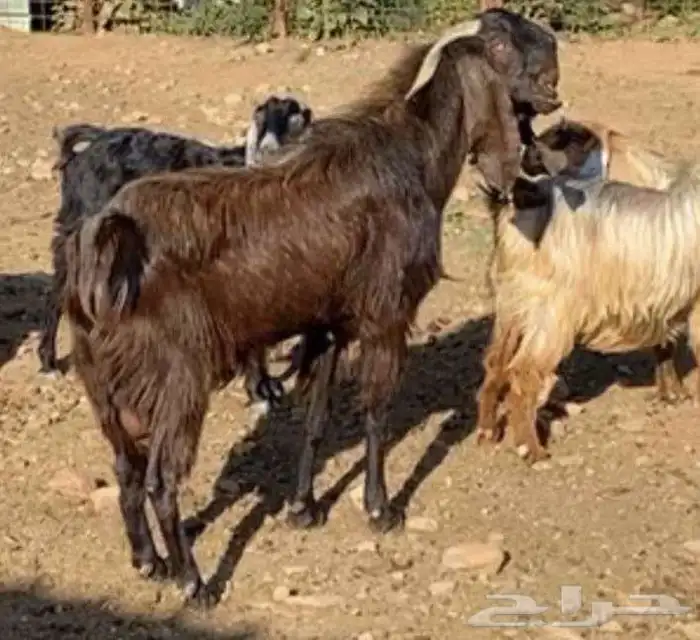 تيس فحل شامي 0