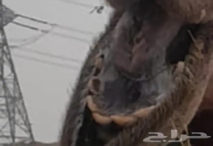 بعير للبيع 5