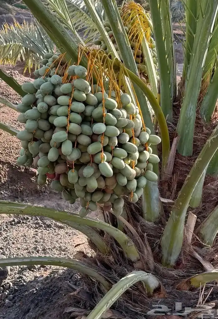 عجوة المدينة صقعي 1