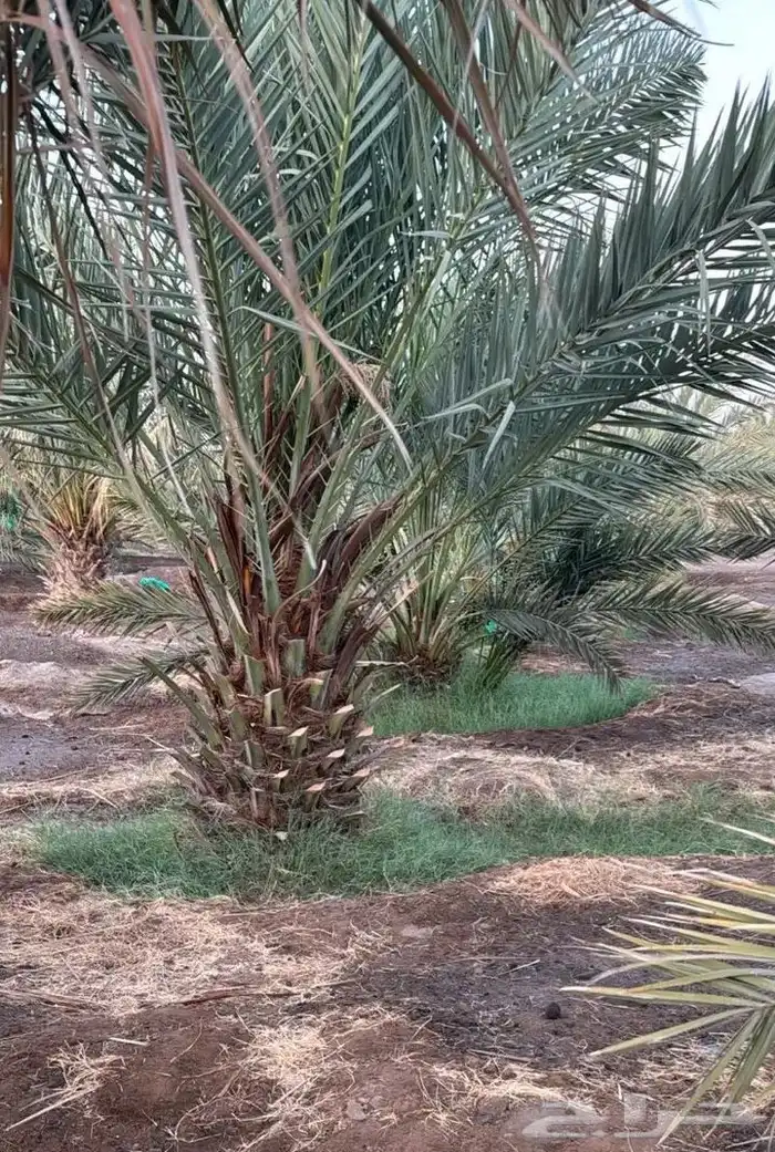 عجوة المدينة صقعي 0