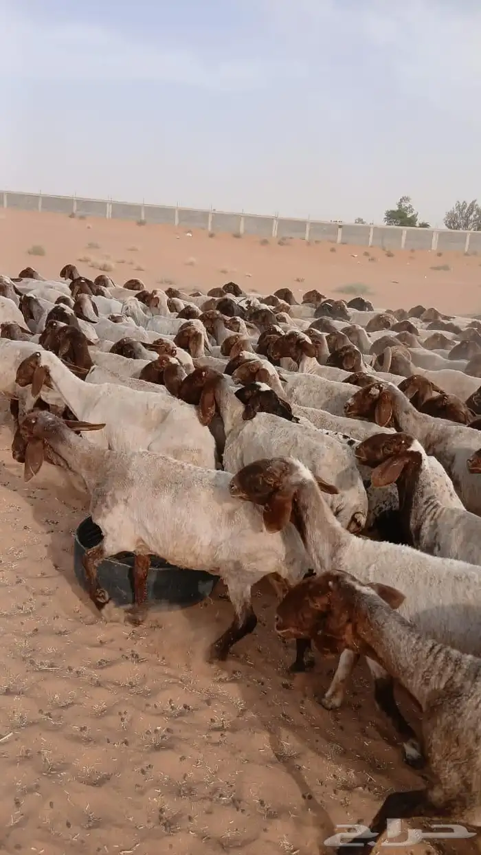 غنم نعيم مراح 0