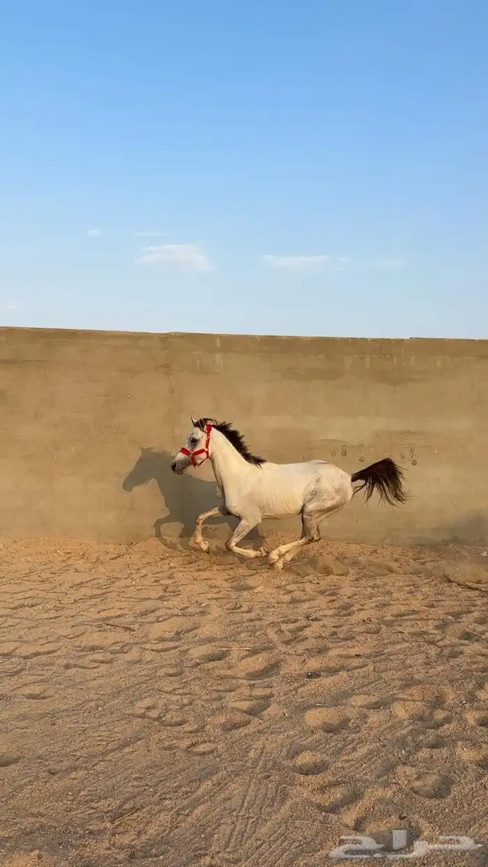 حصان شعبي صافي  . 3