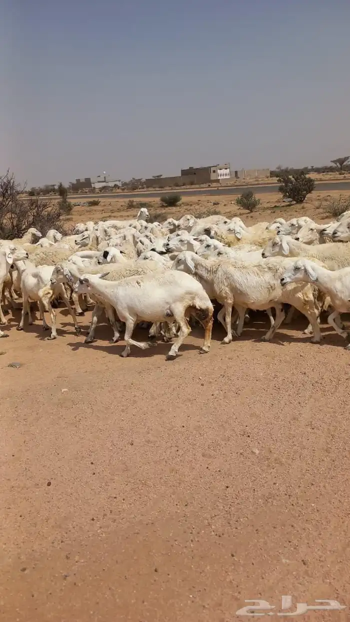 غنم كفو كفو منوة القناي العدد97 0