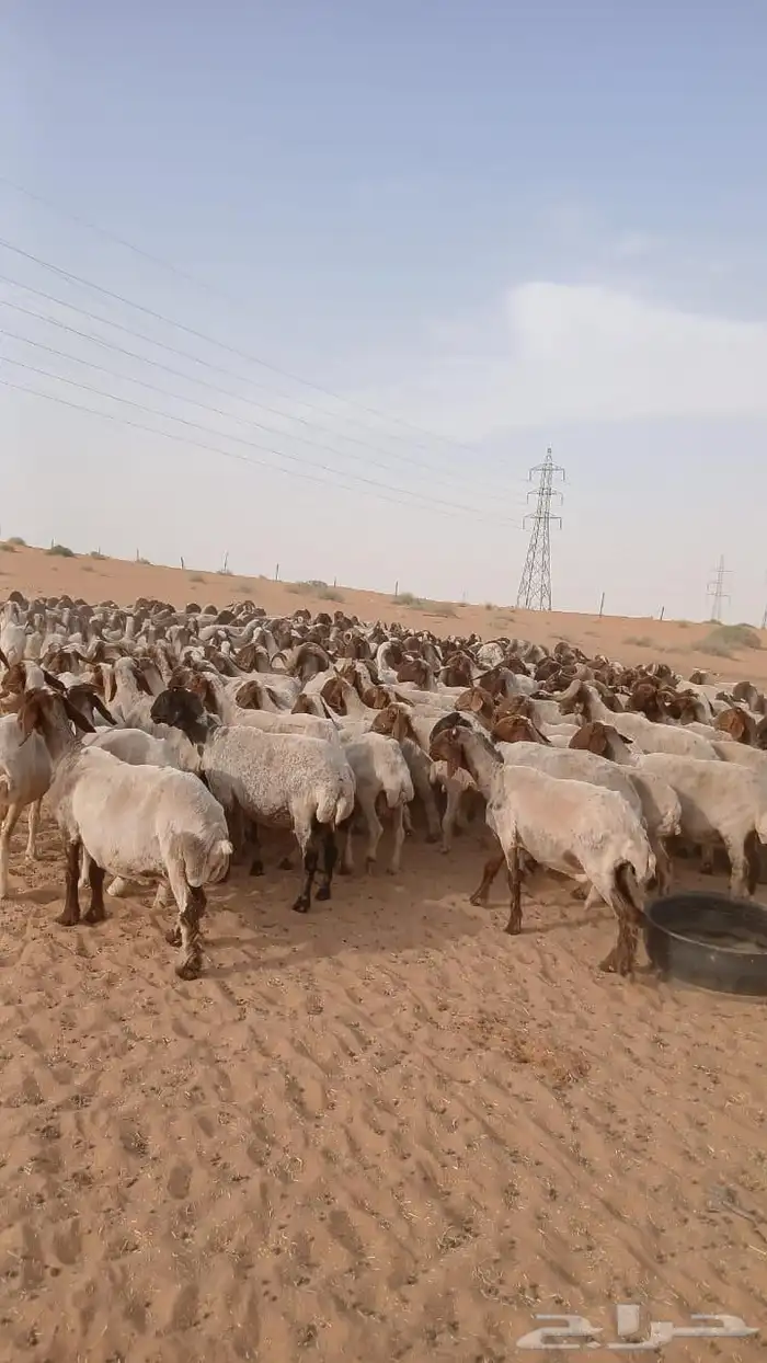 غنم نعيم مراح 2