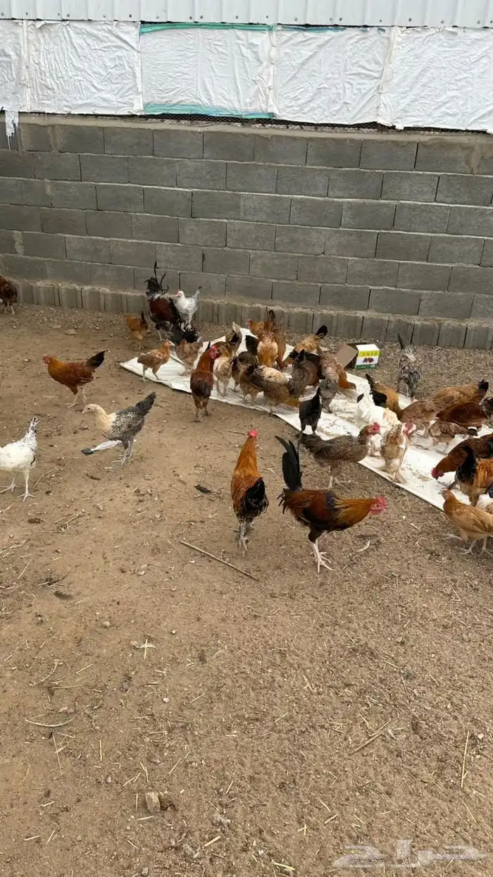 دجاج بلدي وتركي للبيع 1