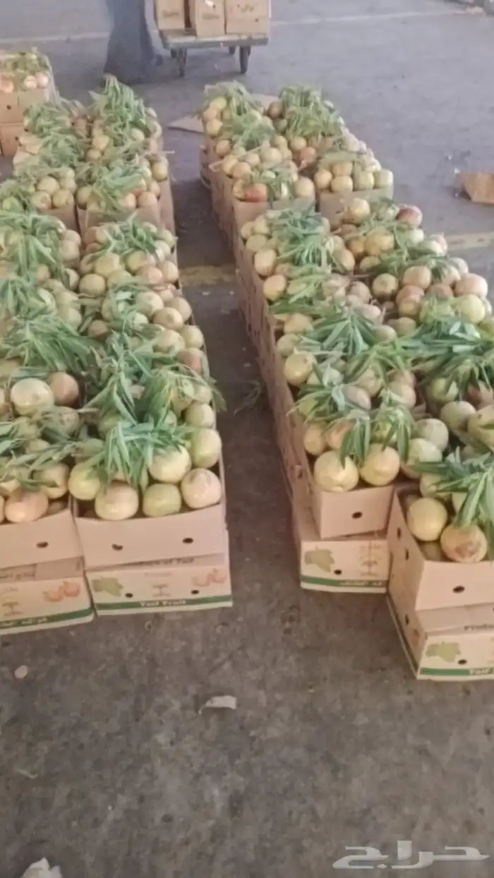 اشجار رمان للبيع 8