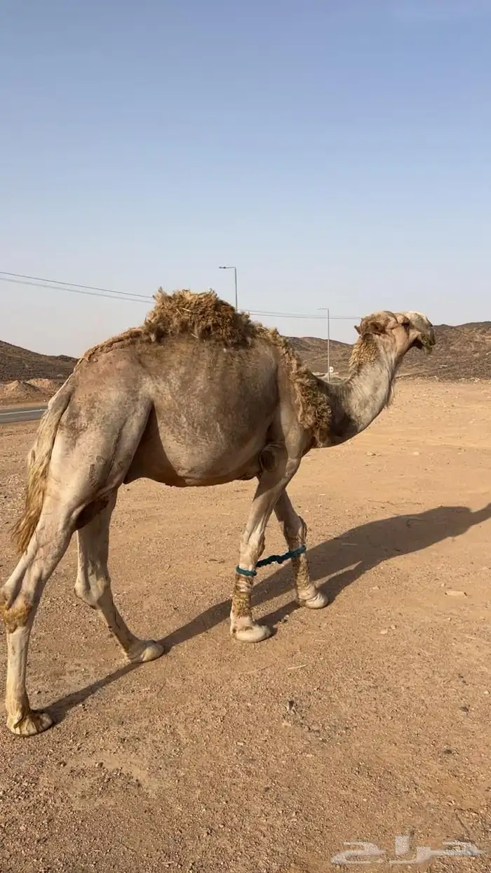 للبيع بعير اشعل 1