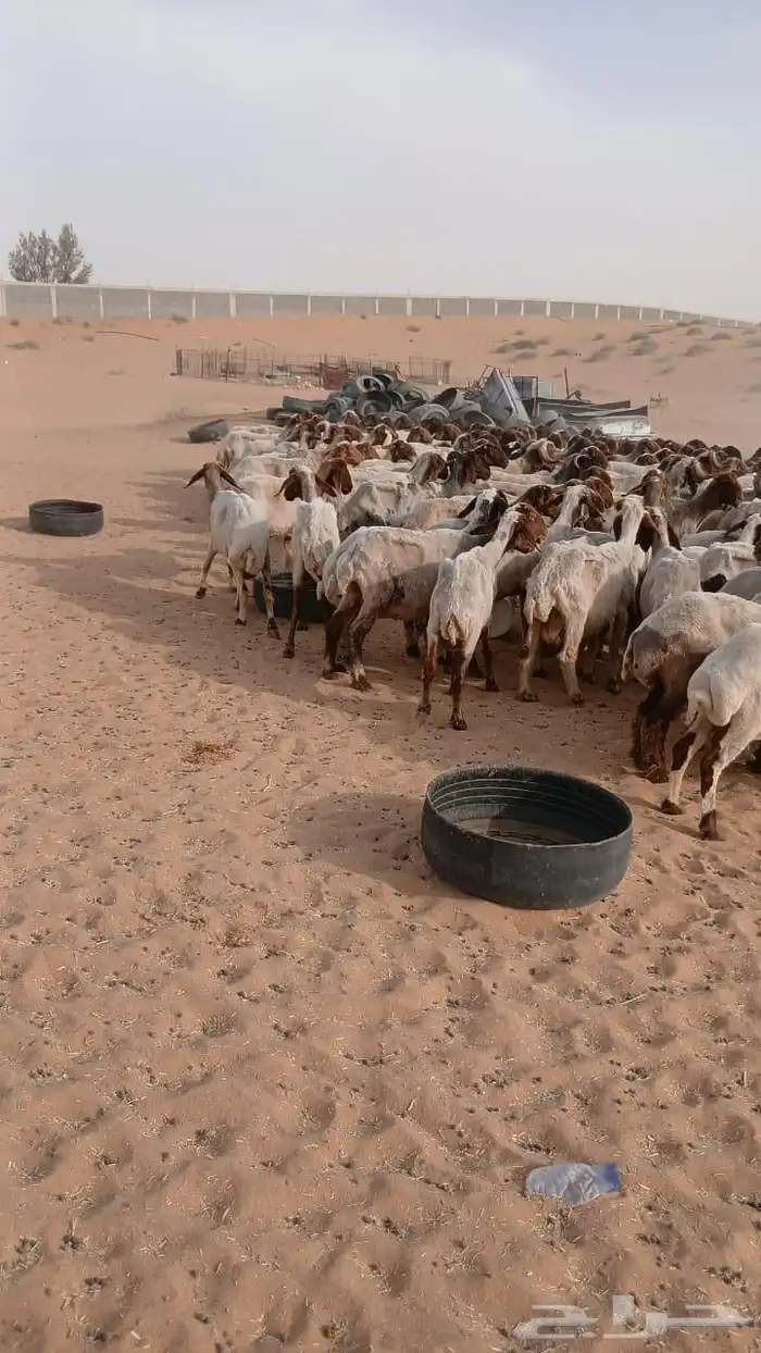 غنم نعيم مراح 3