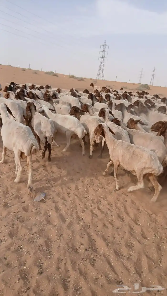 غنم نعيم مراح 1