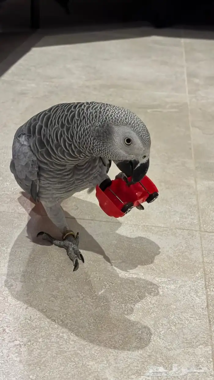 كاسكو أليف حمامه للبيع 10