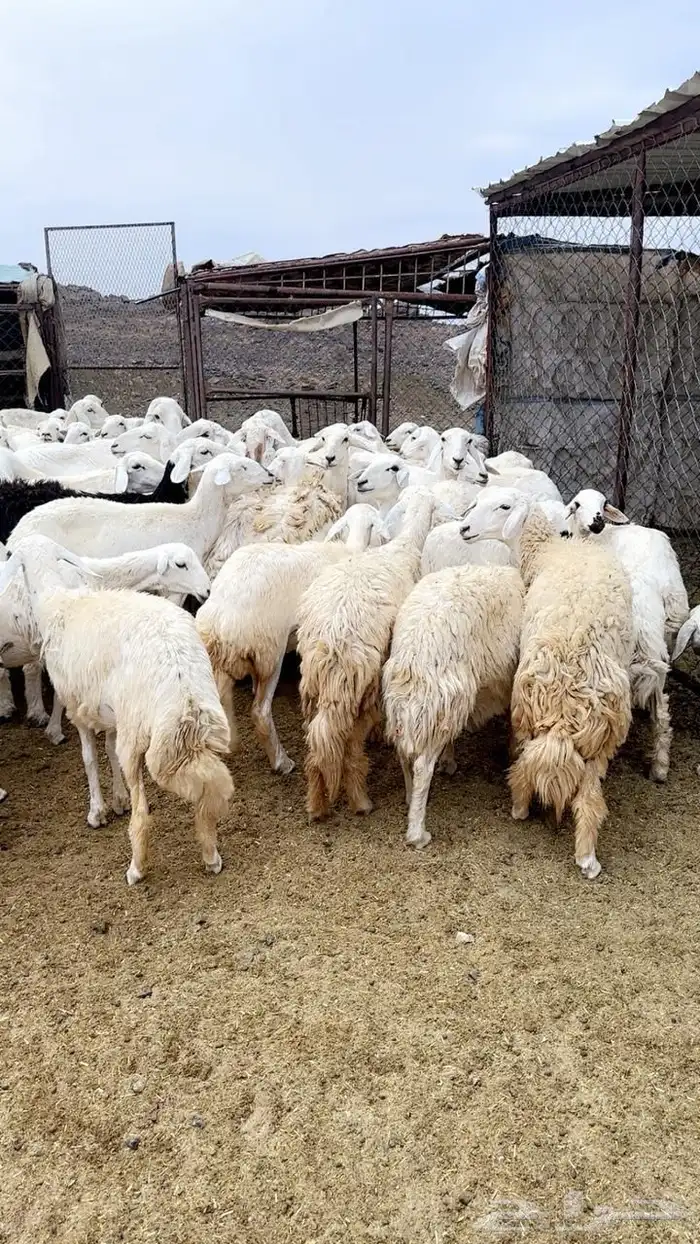 رخال صنف دفيع قرايب . 0