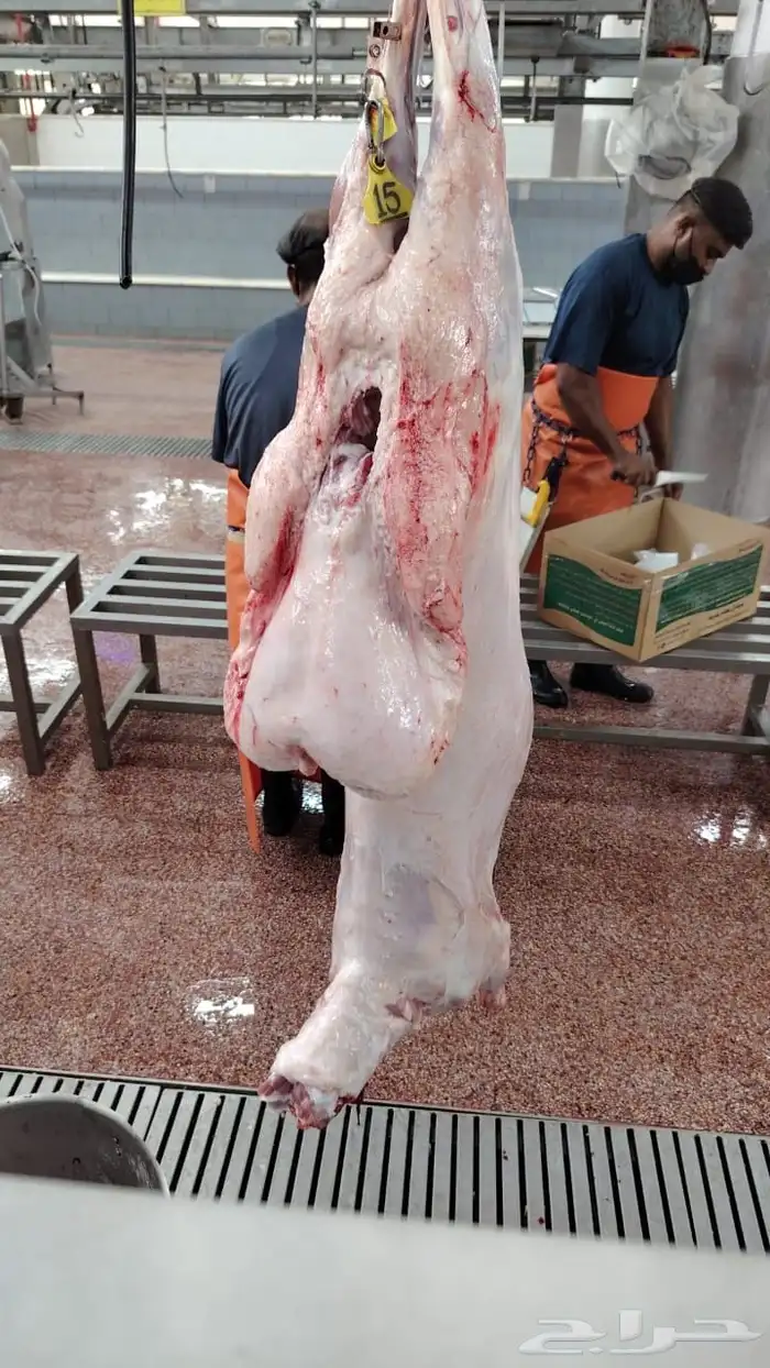 ذبيحه ذبايح نعيم حري تيس 5