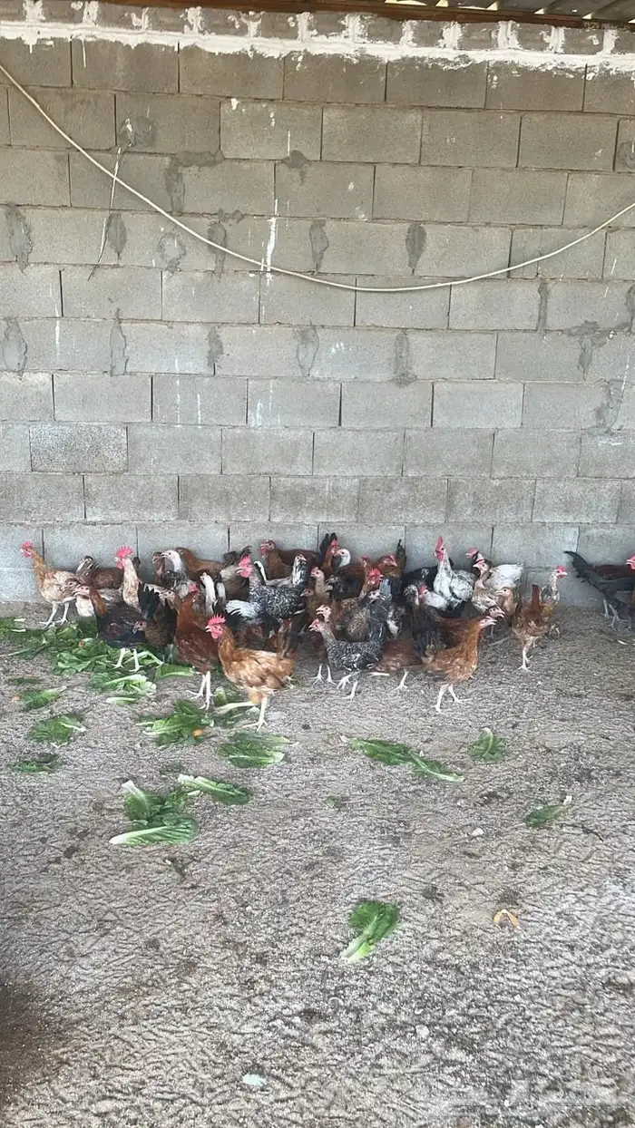 دجاج بلدي وفيومي 0