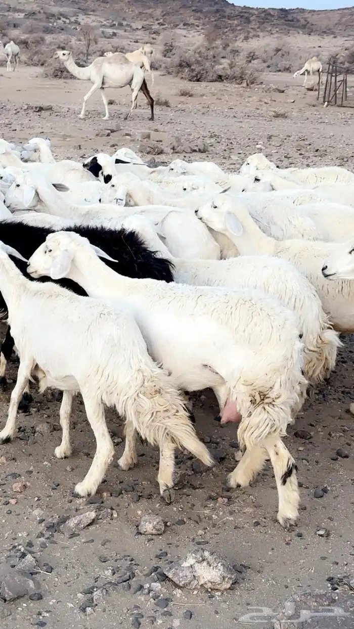رخال صنف دفيع قرايب . 1