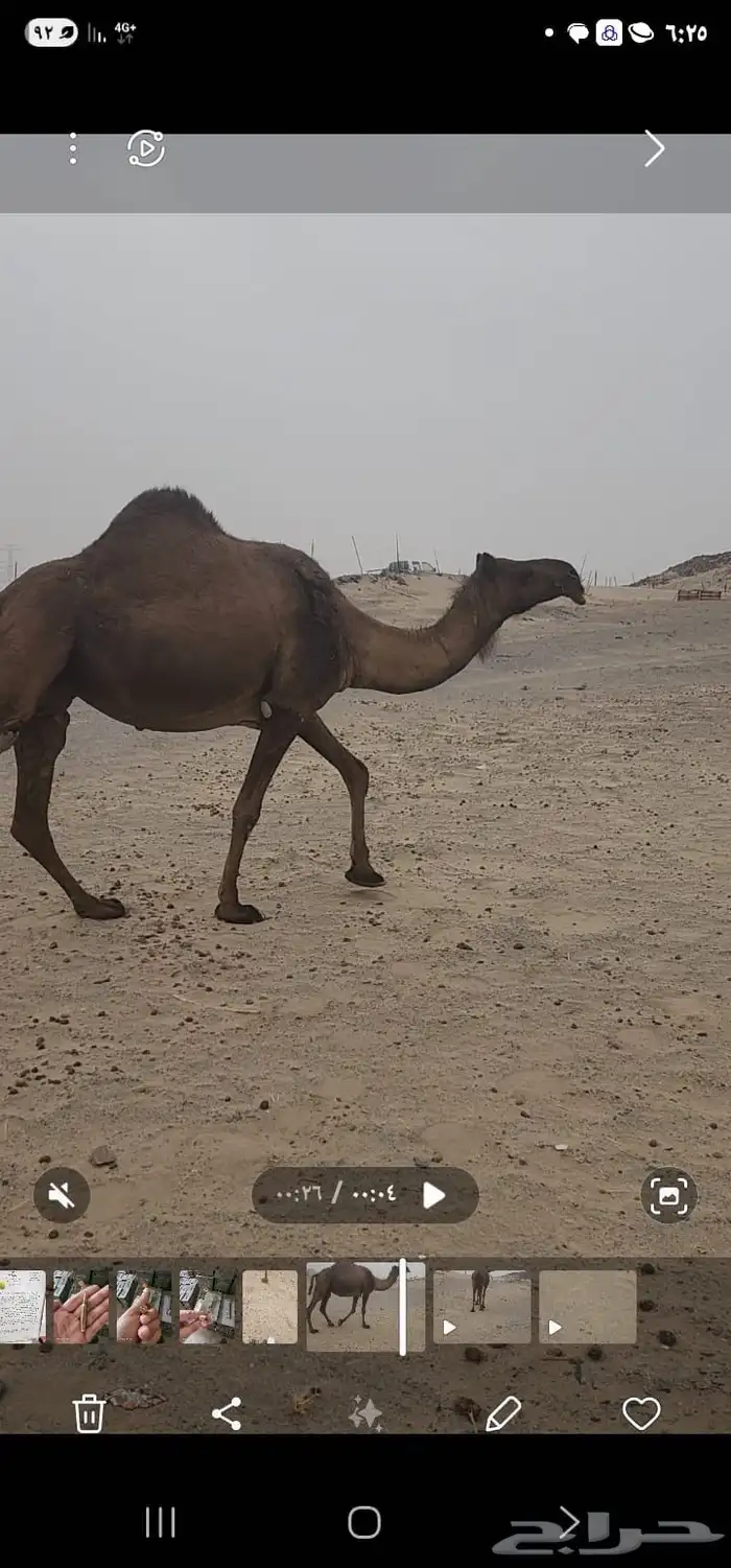 ناقة صفراء لقحه 0
