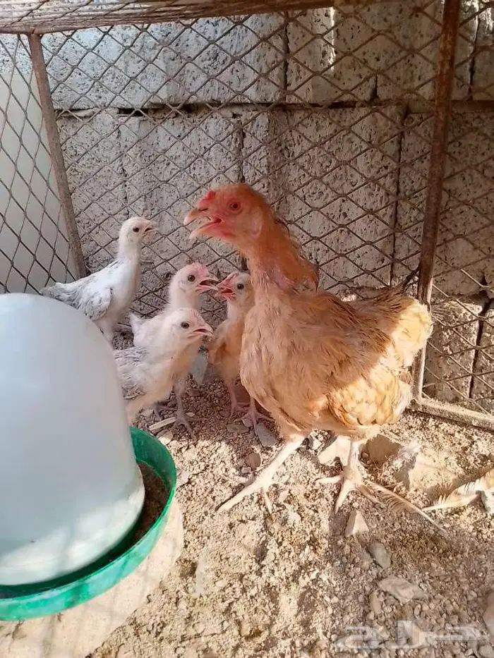 دجاجة بلدية محضنة بعيالها بالحرازات 0