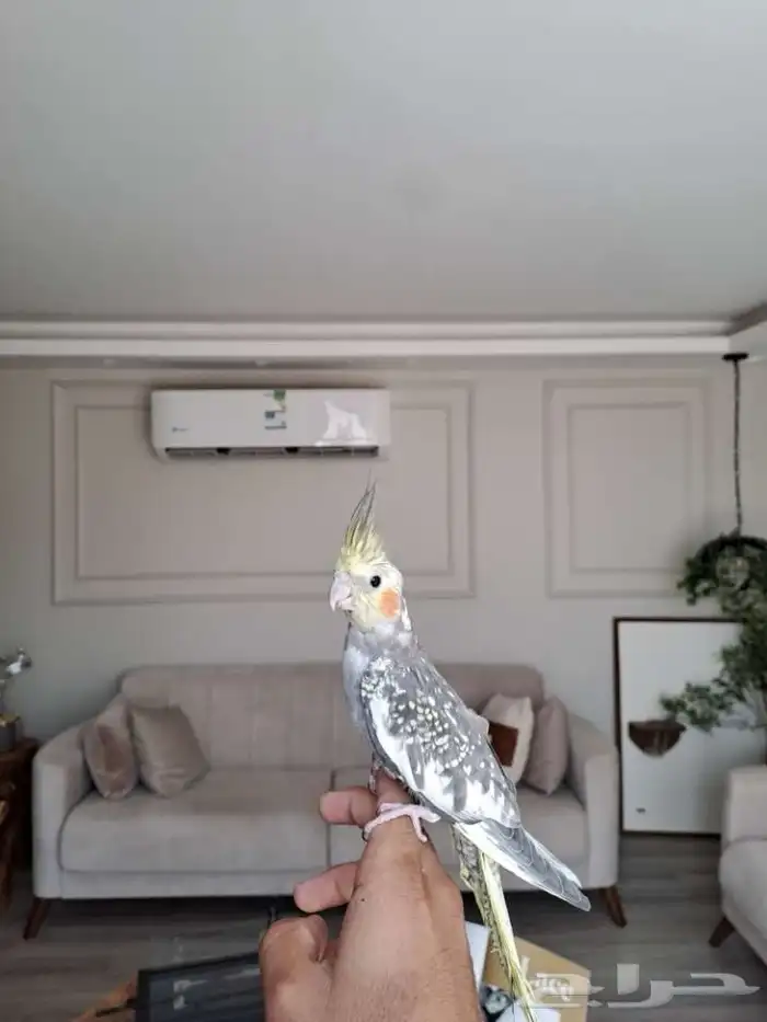 كروان فراشه اليف لايفوتكم 2